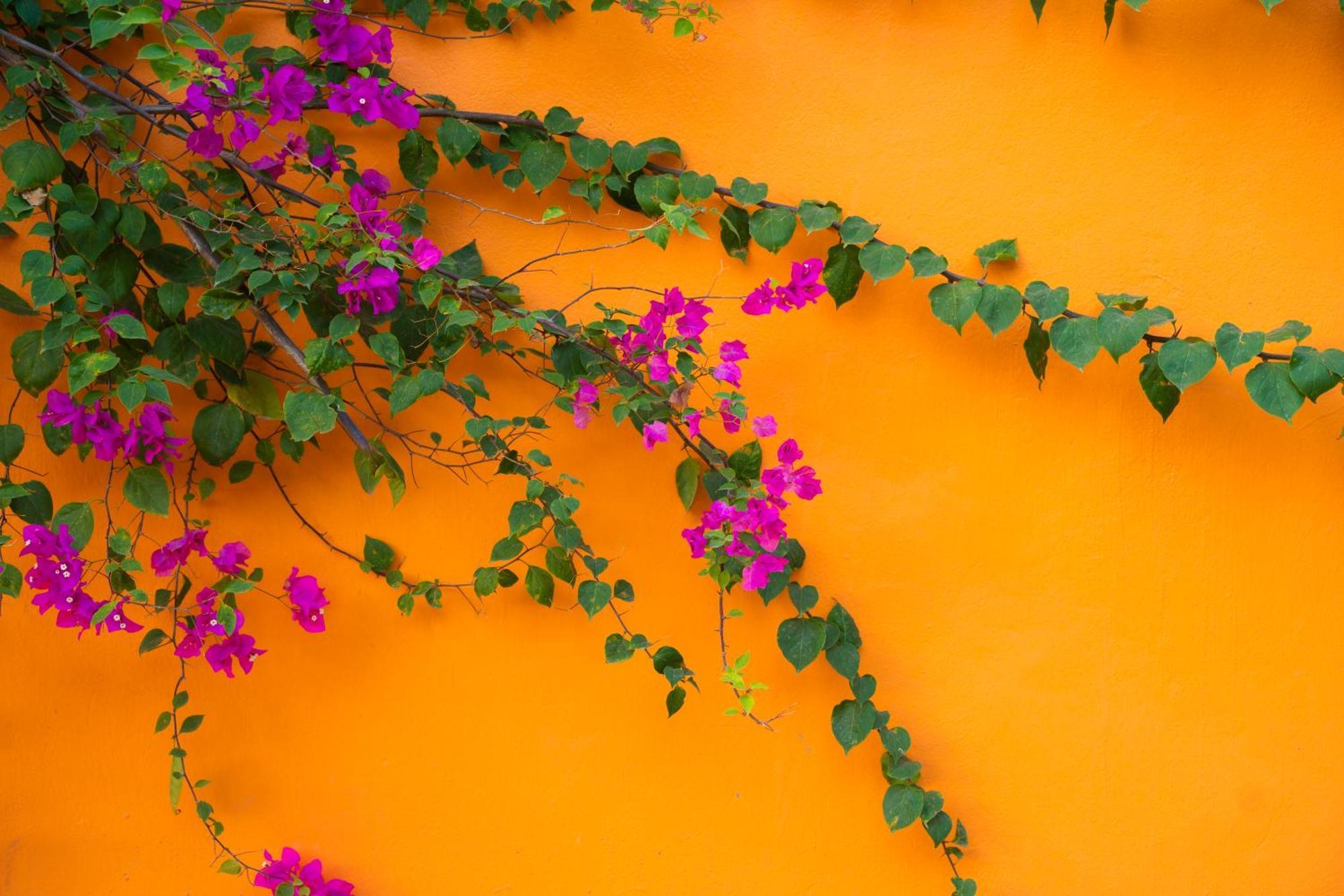 Hotel Rosa Garden Ninh Binh Zewnętrze zdjęcie