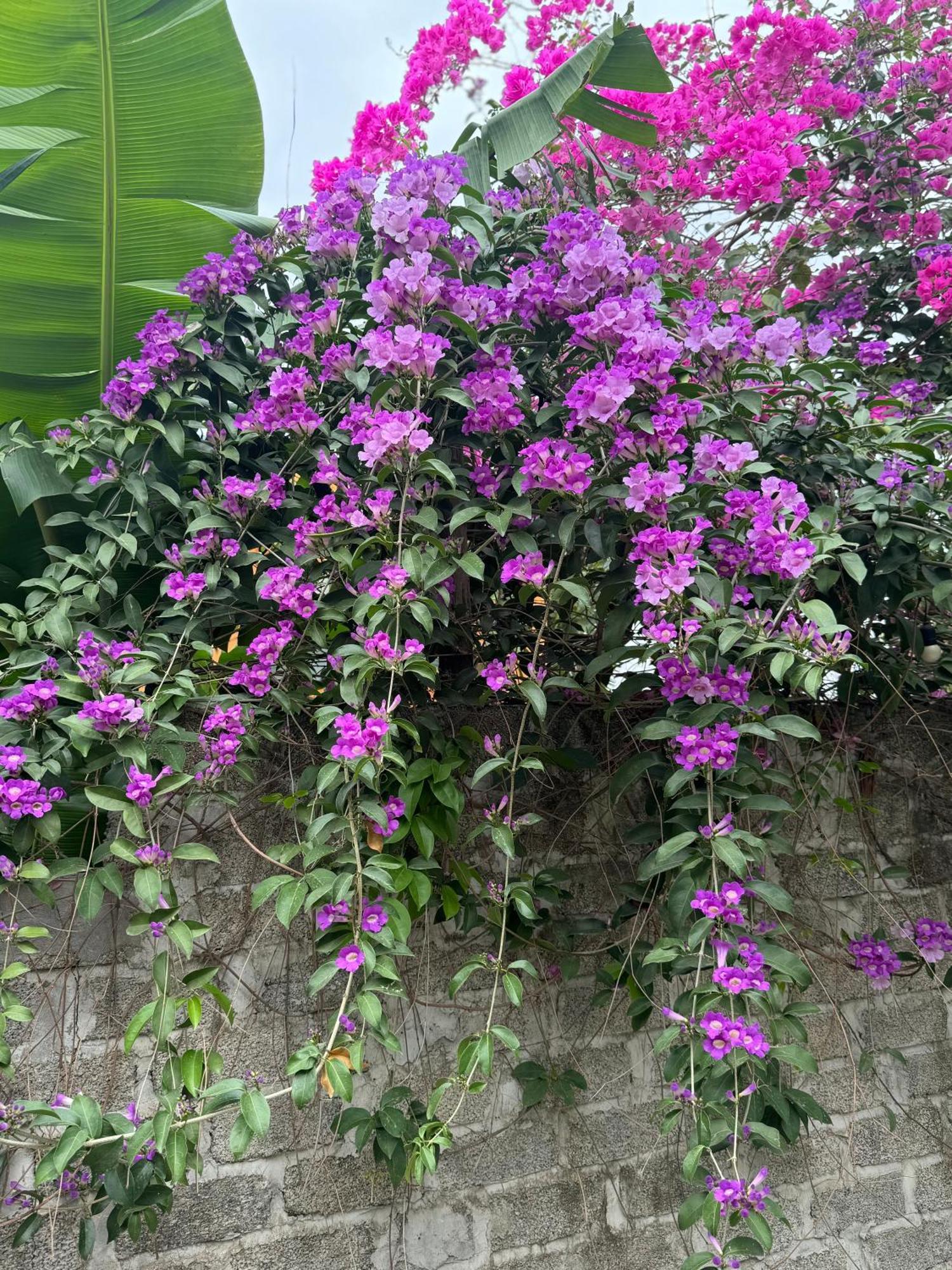Hotel Rosa Garden Ninh Binh Zewnętrze zdjęcie